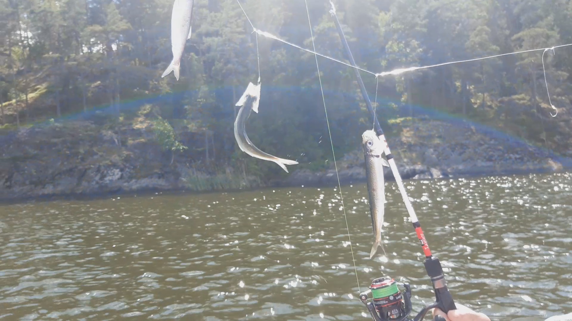 🐟 Салака и скумбрия